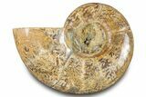 Jurassic Ammonite (Hemilytoceras?) Fossil - Madagascar #283464-1